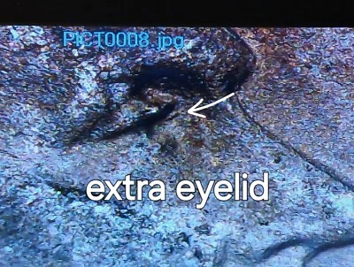 1943 Steel Lincoln Wheat Cent With A Doubled Die Obverse Extra Eyelid Die Cracks - Image 1 of 4