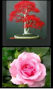 20 Samen japanischer roter Ahornbaum/ & 10 Samen rosa Rose Blumensamen - Bild 1 von 4