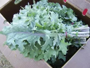 Kale, Dwarf Siberian Improved, Heirloom, NON-GMO Kale Seed, 250 Seed Pack - Picture 1 of 1