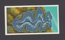 BROOKE BOND-INCREDIBLE CREATURES (Thick Sticker Card) # 16 Giant Clam