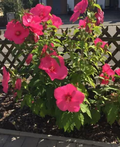 Hibiscus moscheutos Sumpfeibisch sensationelle Riesenblüten 5 Samen - Bild 1 von 1