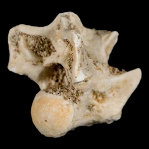 0,9" Palaeophis Magrebianus Serpent de Mer Vertébre Os Paléocène Supérieur Maroc - Photo 1/10