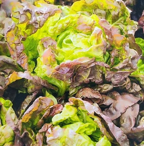 800 Samen Quattro Stagioni Salat – Buttersalat rot und grün Kopfsalat Salat - Bild 1 von 7