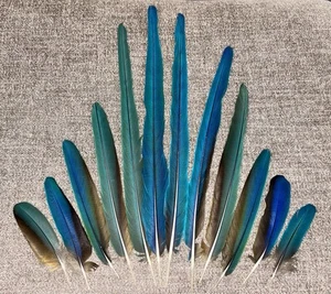 12 Macaw Tail Feathers, Shades Of Blues with Yellow on Back 6.5” To 21” - Picture 1 of 2