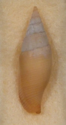 Mitra Nebularia Coffea 28 mm Panglao Island Bohol, Filipinas 80 brazas Foto 1 de 4