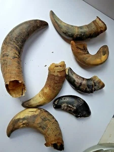 Lot of 7 Cow Bull Horn Crafts Carving Powder Horns Unpolished - Picture 1 of 7