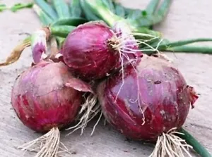 25  FRESH RED BURGANDY ONION SEEDS FREE USA SHIPPING - Picture 1 of 1