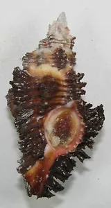 MUREX TRIVIALIS 54,21 mm HERMOSO ESPÉCIMEN Escoba, Australia Occidental - Imagen 1 de 2