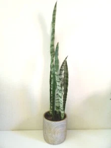 Sansevieria | Snake Plant | Mother In Law's Tongue | Established Indoor Plant. - Picture 1 of 4
