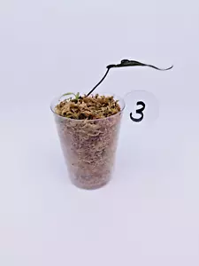 Philodendron Micans Helo Variegata - Bild 1 von 2