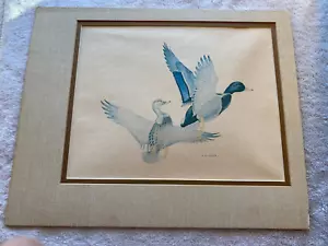 Mallard Ducks Take Flight, Signed Art Print, Vintage, M.G. Loates Artist, Matted - Picture 1 of 5