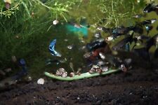 HB/Japan Blue Hybrid Guppy Fish (6) + 4 bonus fry - LIVEBEARING