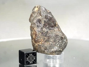 NWA 869, L3-6, 29,72 g, meteorito, buena forma y tamaño, sostiene una "estrella fugaz" - Imagen 1 de 10