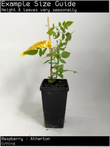 Raspberry - Atherton ( probus) Fruit Tree Plant - Picture 1 of 6