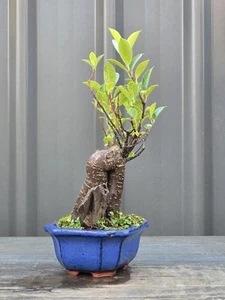 Tigerbark Ficus BONSAI FREE EXPRESS POST Posted With The Pot - Picture 1 of 7