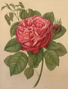 Pink Paul Auguste Hariot le Livre D'Or Des Roses 1903 Blossom Flowers Pl 42 Rose - Picture 1 of 2