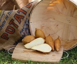 10 Sweet Potato Slips Plants - White Yams (Vining) - Non GMO & Chemical Free - Picture 1 of 2