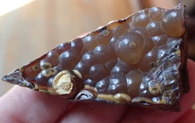 Fragmento de geoda de coral fósil botrioidal GA ágata ámbar océano espécimen gema WC86 Foto 1 de 4