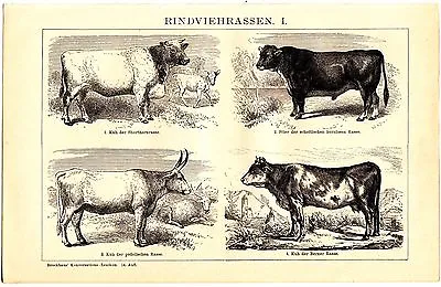 Ca 1890 CATTLE COW BULL BREEDS Antique Engraving Print • 20€