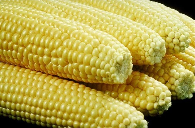 Organic Sweet Corn Seeds Heirloom NON-GMO FRESH stock Nebraska Sweet Corn USA - Image 1 of 4