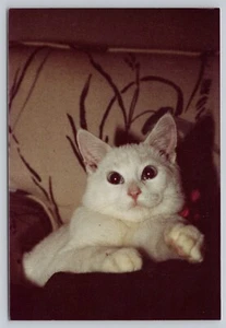 Weiße kurzhaarige Katze Echtfoto 3,5 x 5,25 Zoll - Bild 1 von 2
