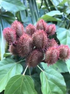 3-4 Onz Leaves. Orellana * Annatto * Achiote * Lipstick Tree * Tropical *   - Picture 1 of 7