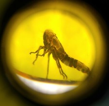 BEAUTIFUL PLANTHOPPER CICADE  QUALITY FOSSIL IN BALTIC AMBER 45-55 MILLION