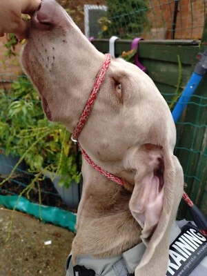 figura 8 coleira de cabeça de cachorro - Imagem 1 de 4