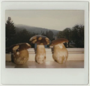 1980s instant photo abstract mushroom still life, SNAPSHOT - Picture 1 of 2