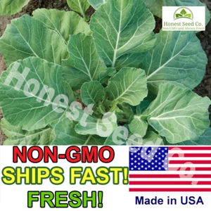 800+ Vates Collard Green Seeds | Non-GMO | Heirloom Fresh Garden Seeds USA - Picture 1 of 1