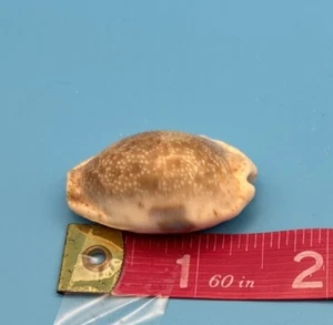 Cypraea Tigrys Redimita 1.5 Inches Tiger Shell Seashell Rare Cowrie - Picture 1 of 6