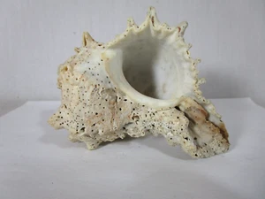 Murex Chicorcus Ramosus Seashell Beach White Sea Shell shells - Picture 1 of 12