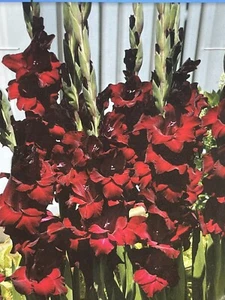 Gladiolus ARABIAN NIGHT (5) Bulbs BURGUNDY MAROON RED New Stock - Picture 1 of 2