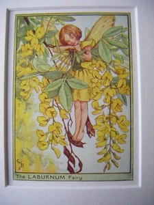 Vintage Flower Fairies Print & Mount Laburnum Fairy Cicely Barker c1930's  - Picture 1 of 3