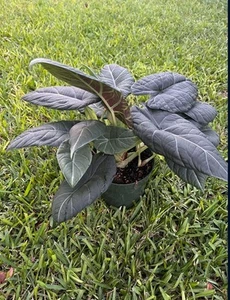 ALOCASIA MAHARANI ( 6” Pot) Unique Texture Foliage - Picture 1 of 3