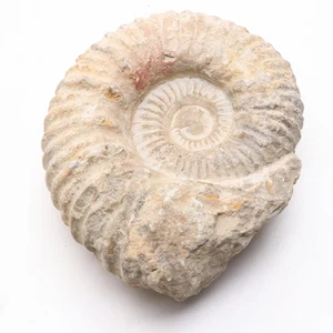 Antikes Sammlerstück natürlicher Ammonit Muschel Fossil - Bild 1 von 11