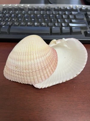 2 PIECES PAIRED PINK CLAM SHELL SEA SHELL NAUTICAL AQUARIUM DECOR - Image 1 of 4