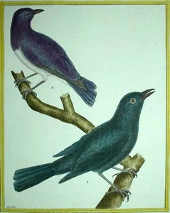 ÉTOURNEAU AMÉTHYSTE et BULBUL DE BOURBON gravure Les Oiseaux de Martinet 1770 - Picture 1 of 5