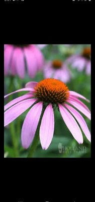 50 Bright Purple Coneflower Seeds Echinacea Flower Perennial Seed 40 US SELLER - Image 1 of 2