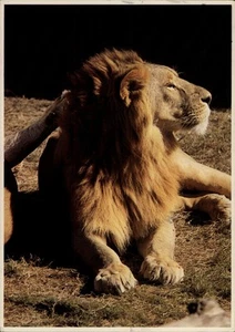 New Orleans, LA Aian Lion Audubon Park Zoo Louisiana Postkarte - Bild 1 von 2
