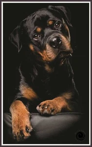 Rottweiler - Portrait 1189 Chart Counted Cross Stitch Pattern Needlework - Picture 1 of 5