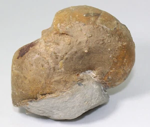 Nautilus, Pseudaganides ledonicus, Jura, Kimmeridge, Ebermannstadt, BRD -eb8099 - Bild 1 von 8