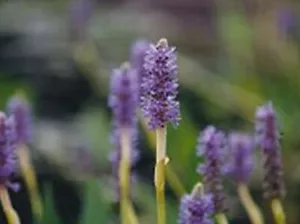 Pickerelweed 3 plants natural filter stop algae koi pond garden J&J Aquafarms - Picture 1 of 2