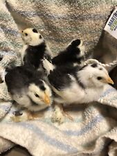 New ListingBlack Mottled Duccle Hatching Eggs Fertile ￼