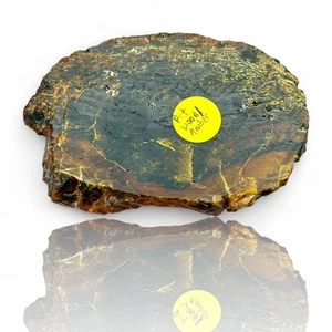 A Rare Black Natural Petrified Wood Amber Slab Fine Mineral Specimen - Picture 1 of 8