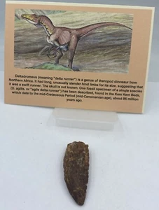 Deltadromeus Teeth- 95 Million Years Old Dinosaur Theropod D26 - Picture 1 of 2
