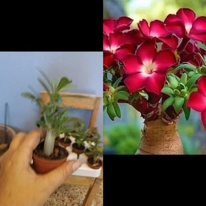 4 Adenium Rosa Del Desierto - Picture 1 of 1