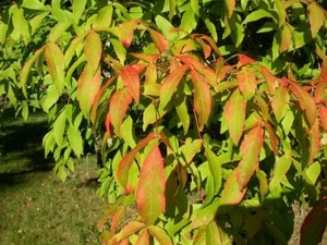 7 Samen Acer Triflorum - Bild 1 von 3