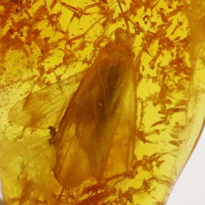 Baltic Amber with Insect | Fossil Inclusion in Genuine Certified Amber - Picture 1 of 7