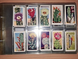cigarette cards Cacti Lamberts Of Norwich Complete Set 25